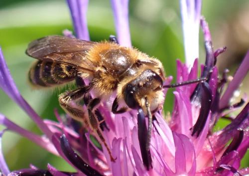 Andrena hattorfiana